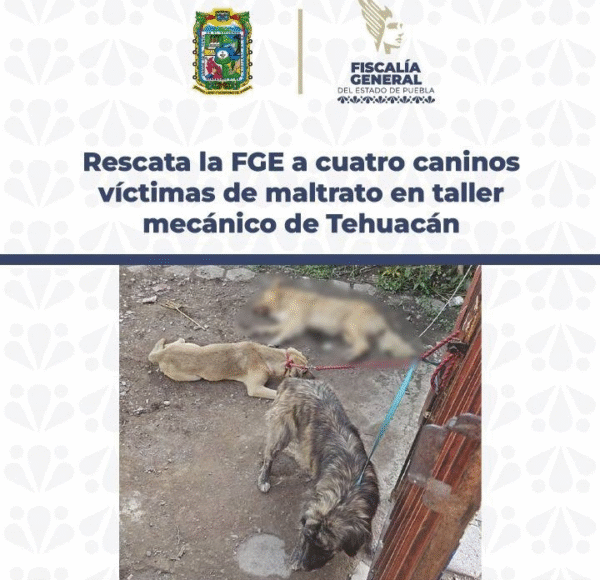 Rescata la FGE a cuatro caninos víctimas de maltrato en taller mecánico de Tehuacán