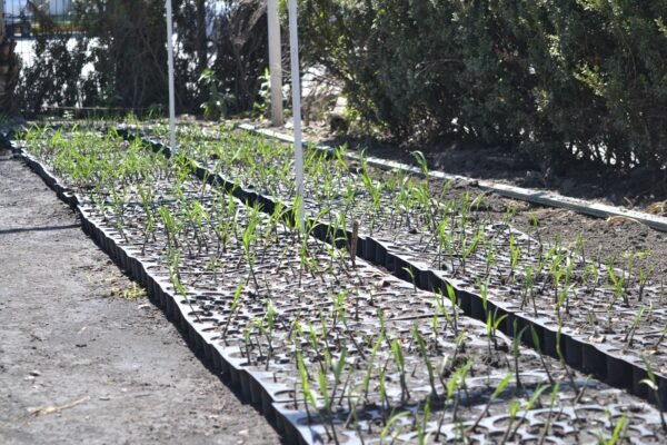 Caña a bajo costo para productores: Ingenio Atencingo lanza venta especial