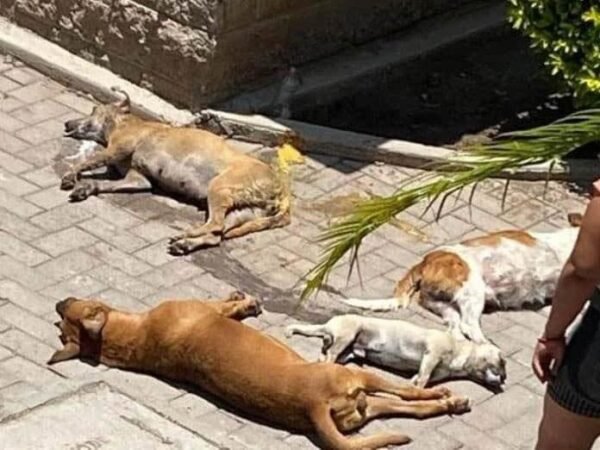 Envenenan mascotas en Acatlán