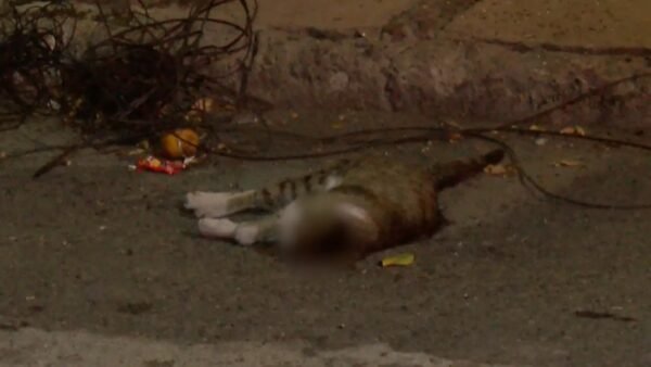 Gato electrocutado deja sin luz a vecinos del centro de Izúcar