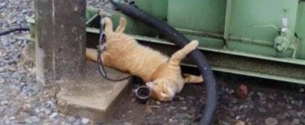 Gato electrocutado deja sin luz a vecinos delcentro de Izúcar