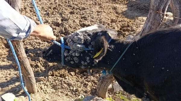 Detectan caso de papiloma bovino en la Mixteca poblana