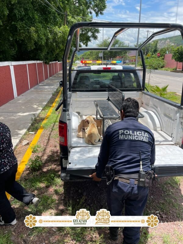 Atropellan a perro en situación de calle en Izúcar; Gobierno Municipal atiende emergencia