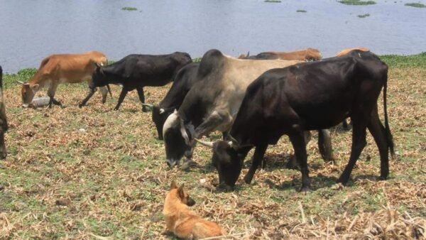 Congreso de Puebla prevé aprobar la nueva Ley Ganadera en 2026