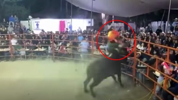 “Limoncito” herido en jaripeo: Embestido durante función en Izúcar 