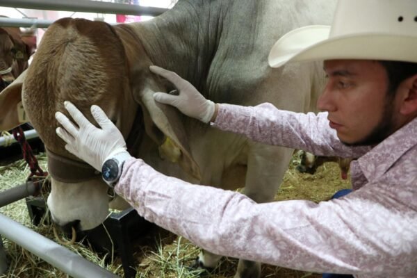 Tlapanalá enfrenta brote de gusano barrenador 