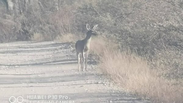 Venado cola blanca reaparece en la Mixteca