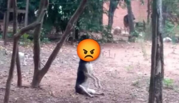 Ahorcan a perros durante robos en Tehuitzingo