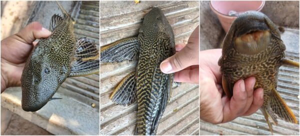 Aparece pez diablo en el Río Nexapa