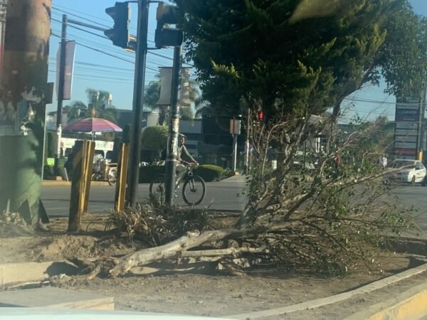 Investigan tala ilegal en Calzada Zaragoza