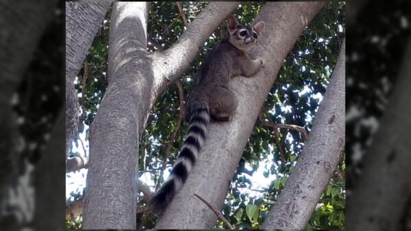 Cacomixtle “vigila” secundaria en Atlixco