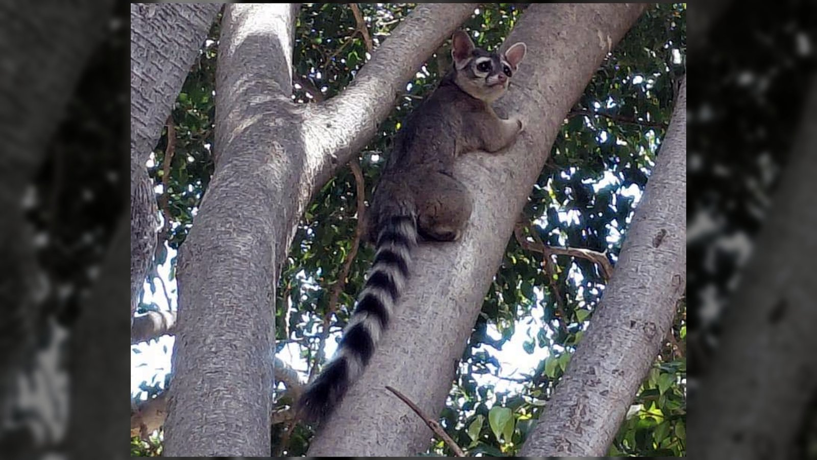 Cacomixtle “vigila” secundaria en Atlixco