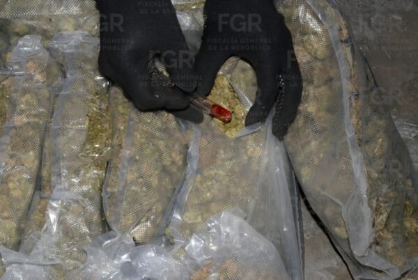 FGR destruye droga asegurada en Puebla