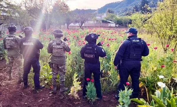 Aseguran 400 plantas de amapola en Atempan, Puebla