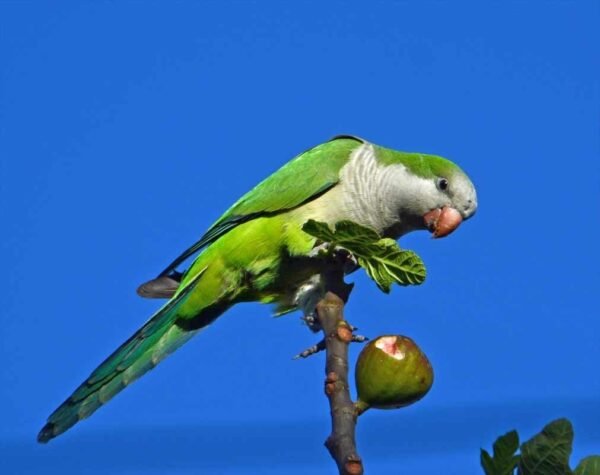 Aves en Izúcar: registro, riesgos y regulación local